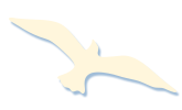 seagull