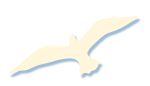 seagull